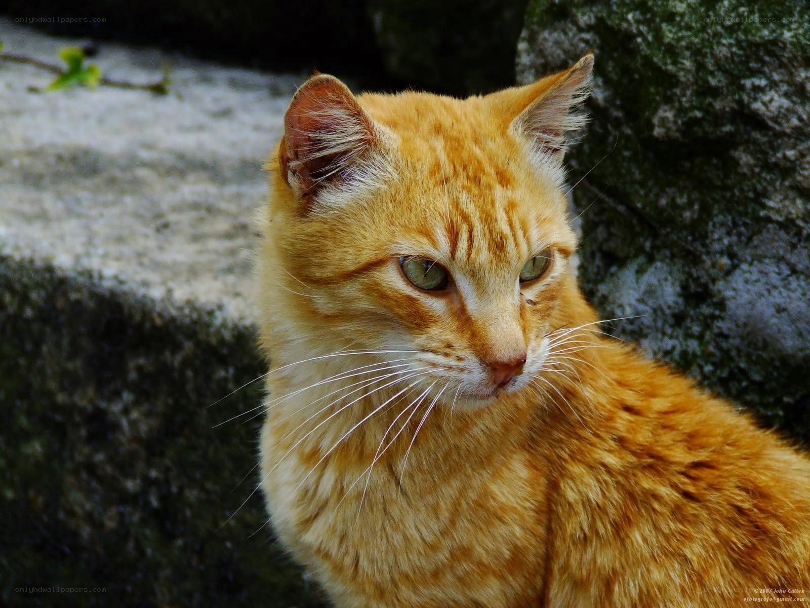 orange tabby cat on stone