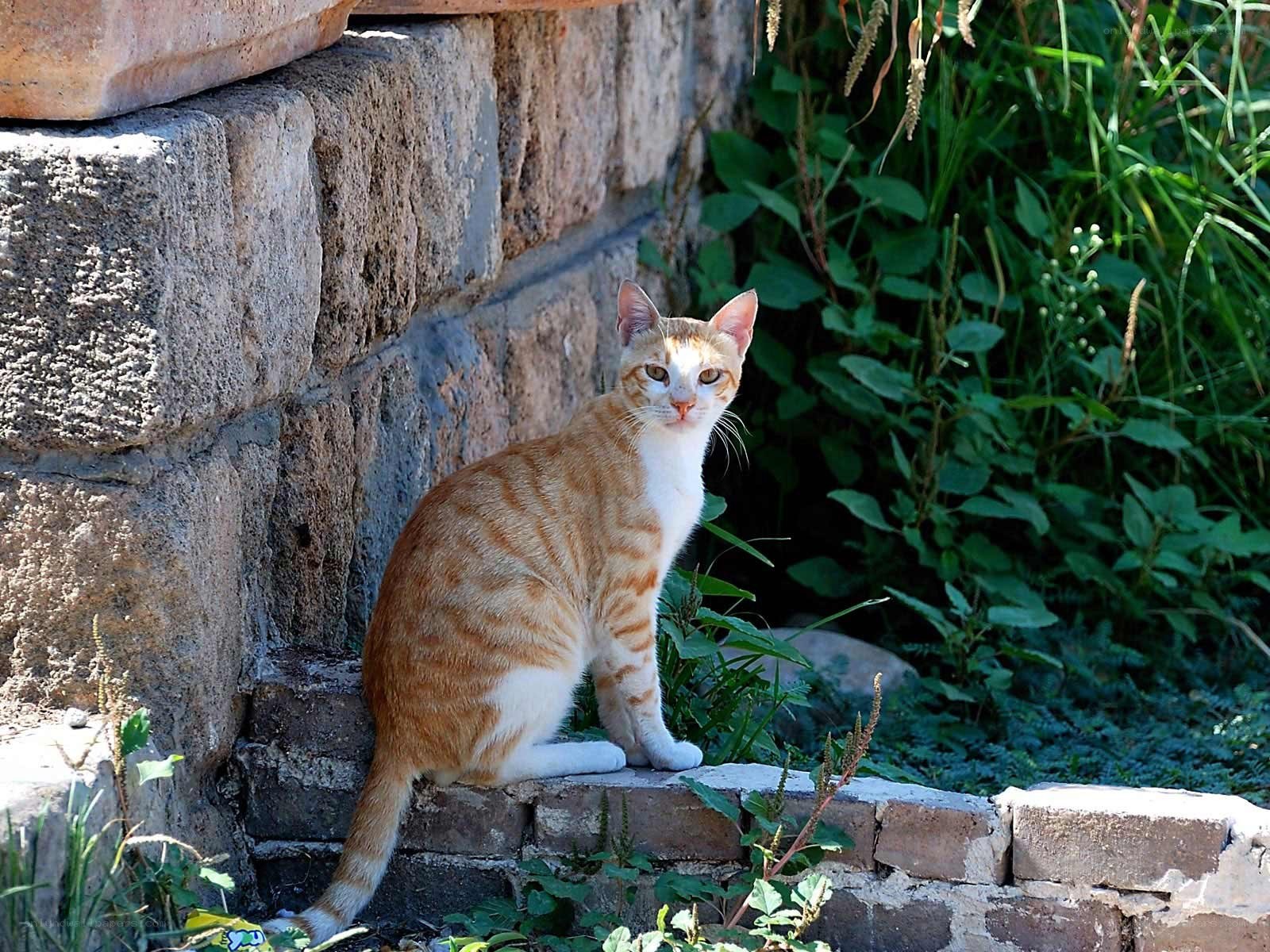 Orange tabby cat on stone wall