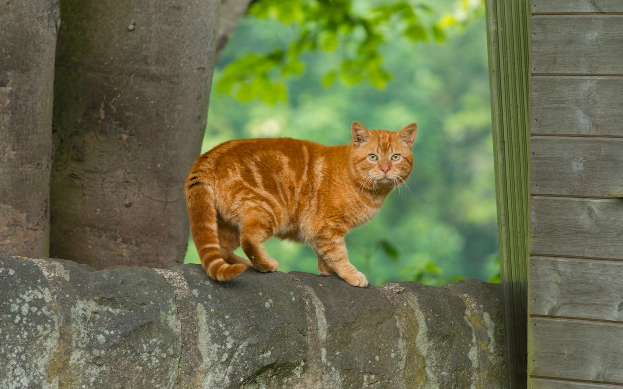 Orange tabby cat on stone wall