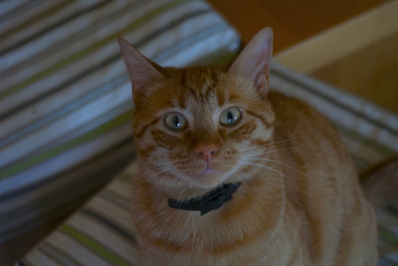 orange tabby cat on striped chair