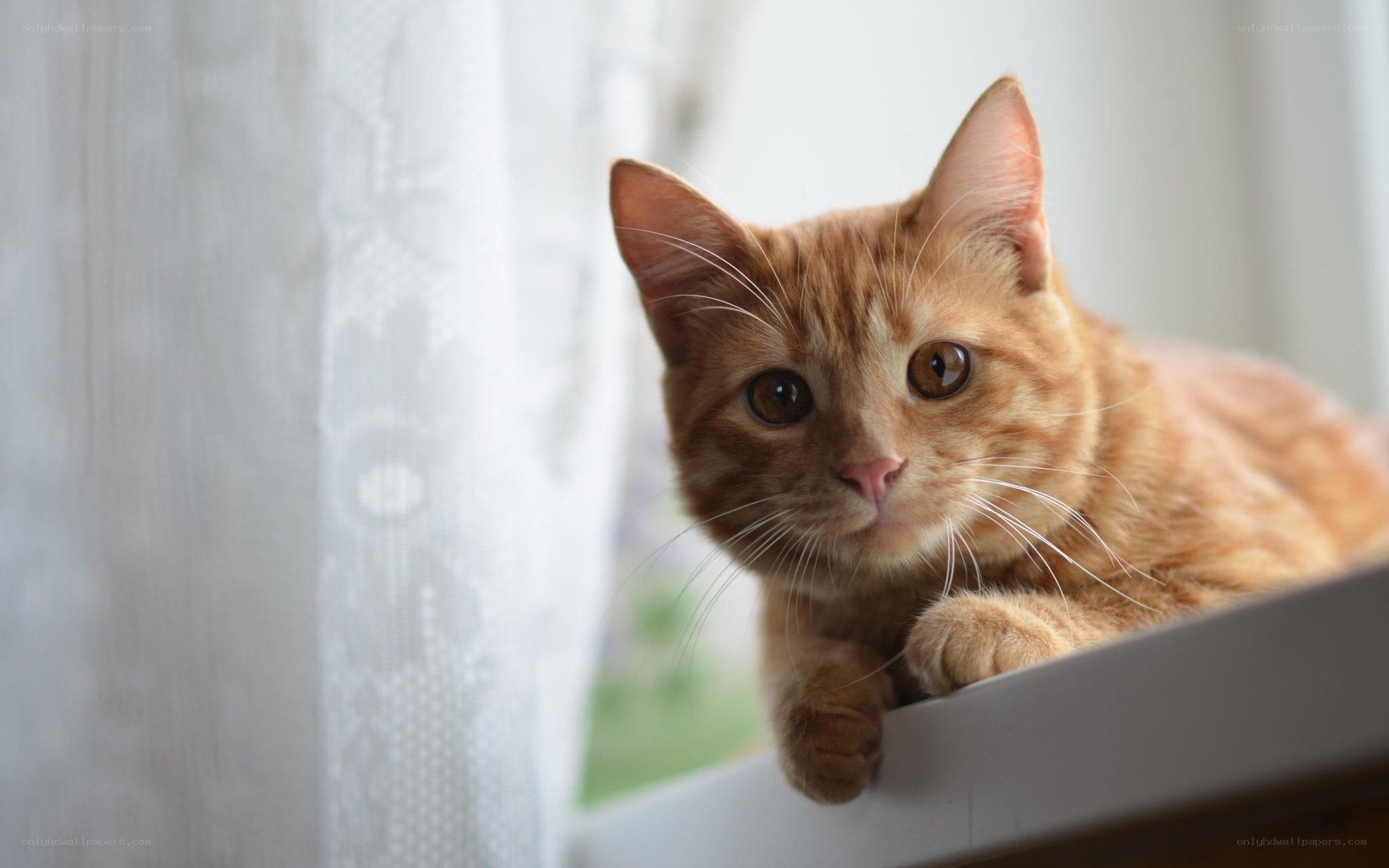 orange tabby cat on windowsill