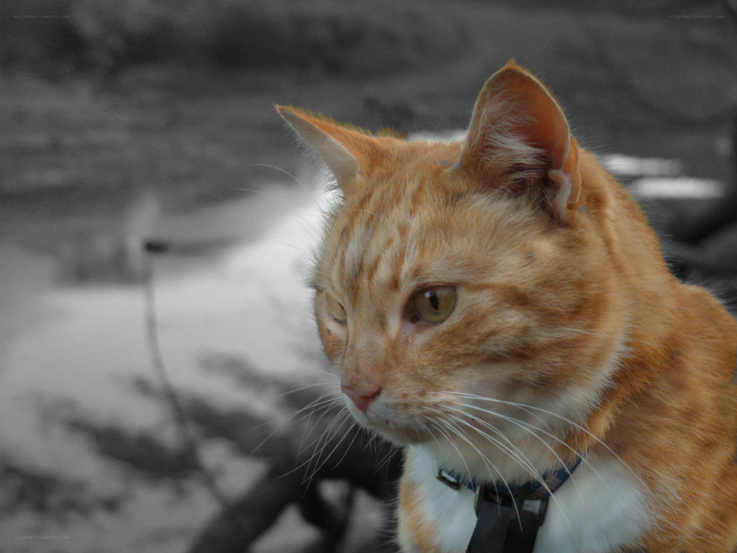 orange tabby cat outdoors