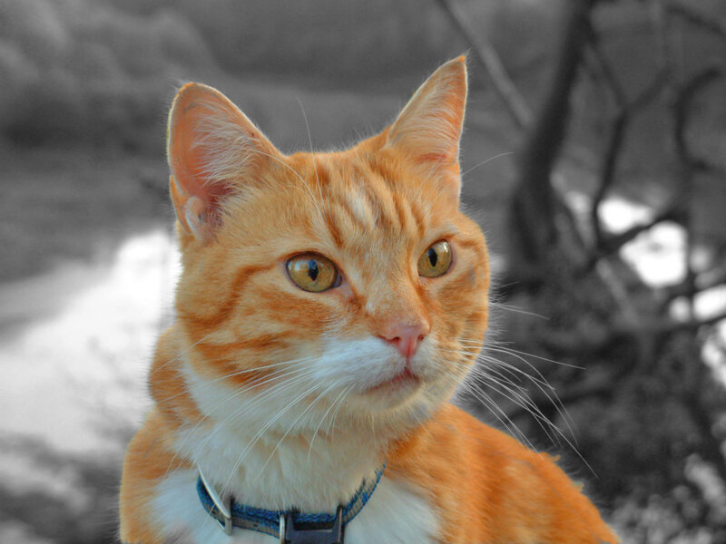 orange tabby cat outdoors