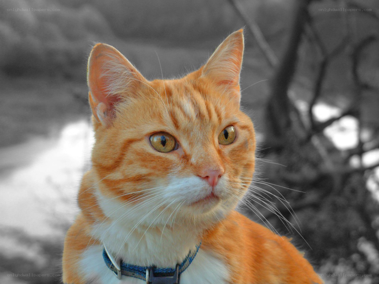orange tabby cat outdoors