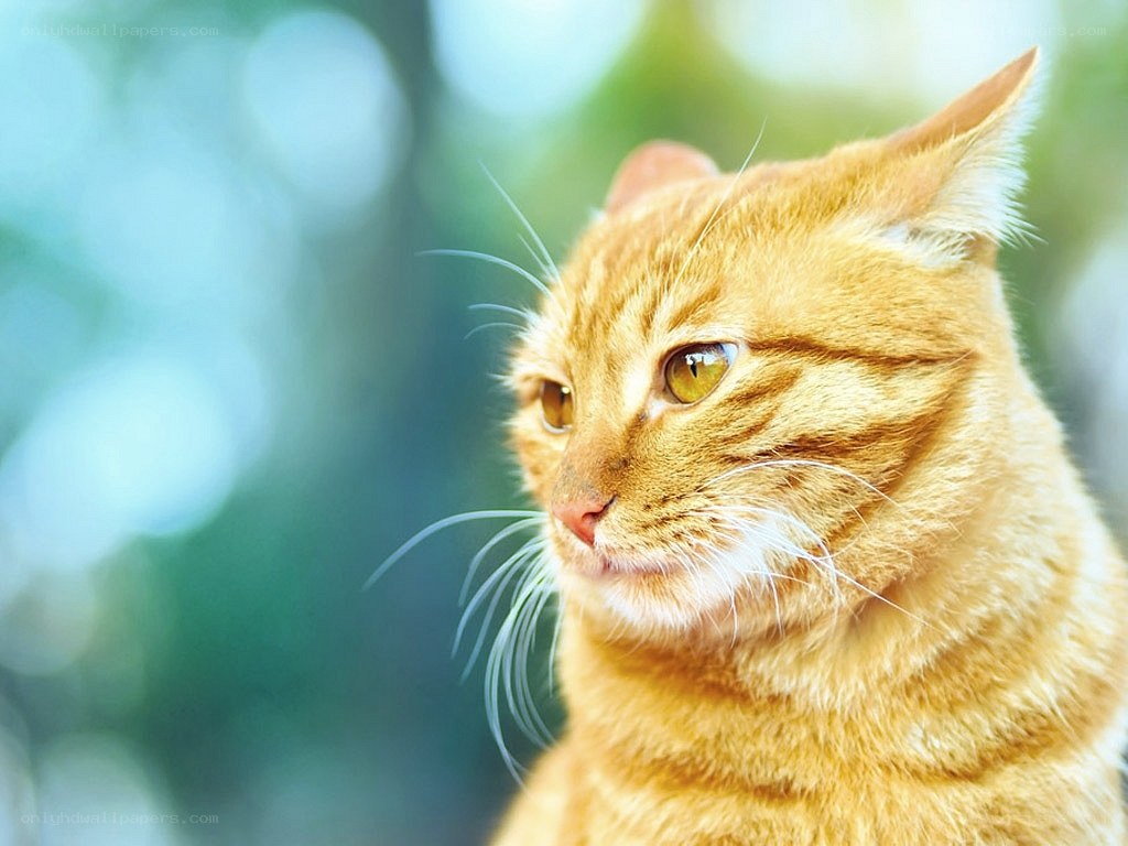 orange tabby cat outdoors