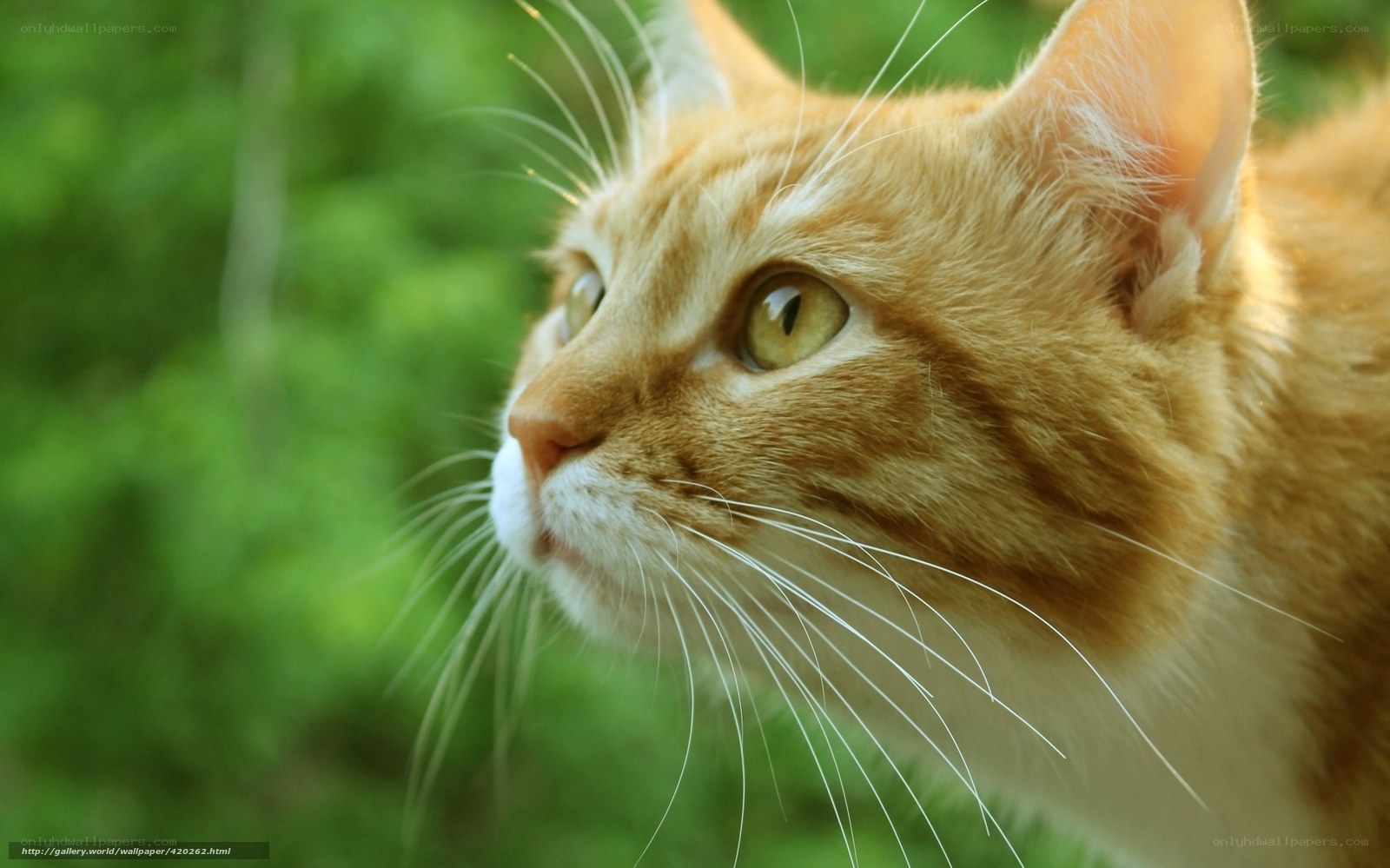 orange tabby cat outdoors