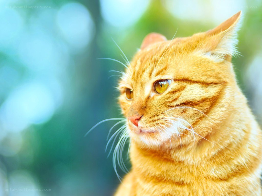 orange tabby cat outdoors