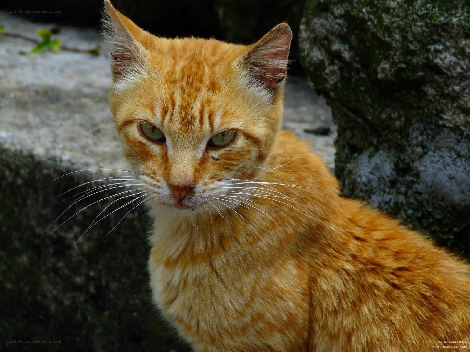 orange tabby cat outdoors