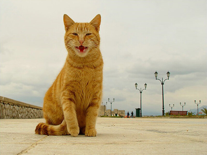 Orange Tabby Cat — Overcast