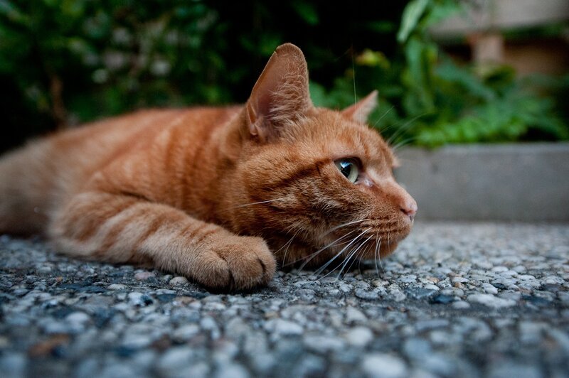 Orange Tabby Cat — Pavement