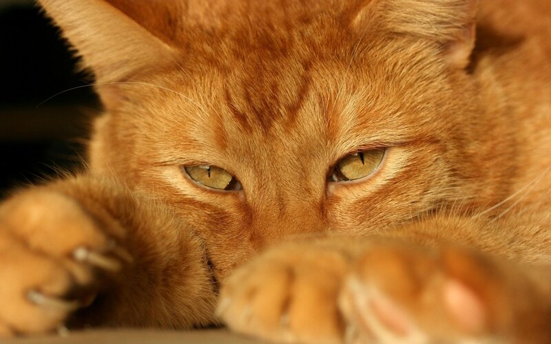 Orange Tabby Cat — Paws