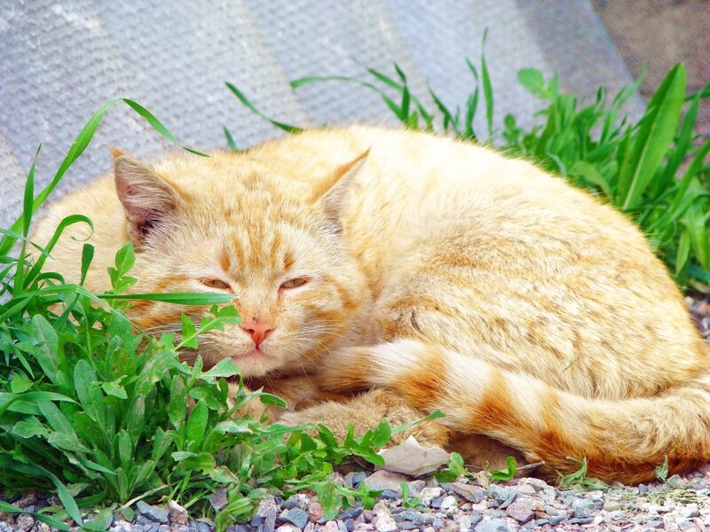 Orange Tabby Cat — Peaceful, Afternoon, Photograph, Grass, Gravel