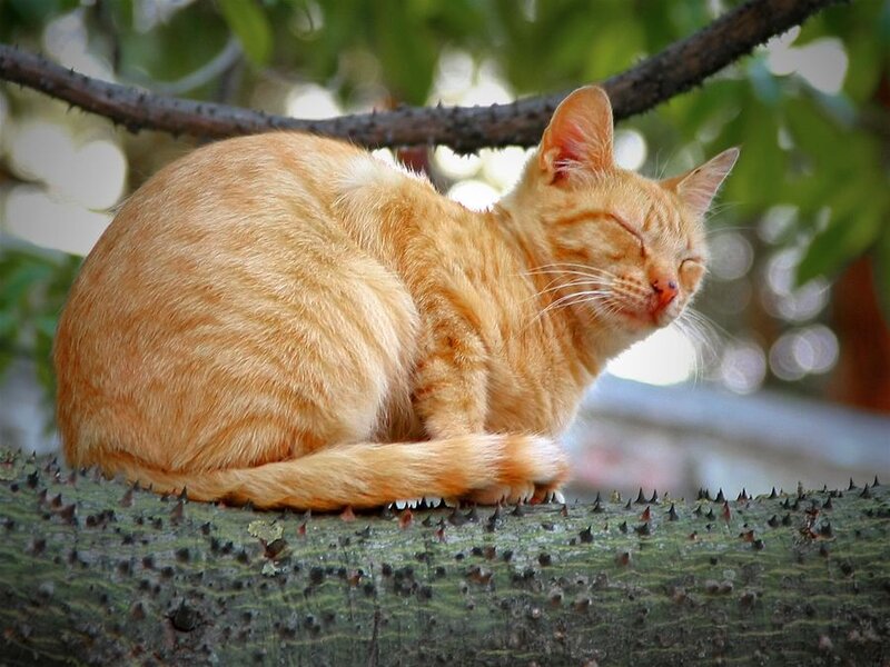 Orange Tabby Cat — Peaceful, Afternoon