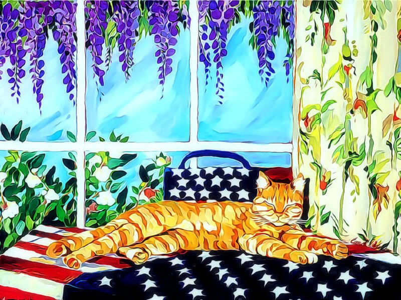 Orange Tabby Cat — Peaceful, Morning