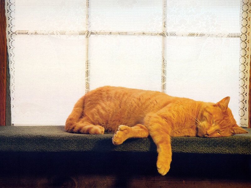 Orange Tabby Cat — Peaceful