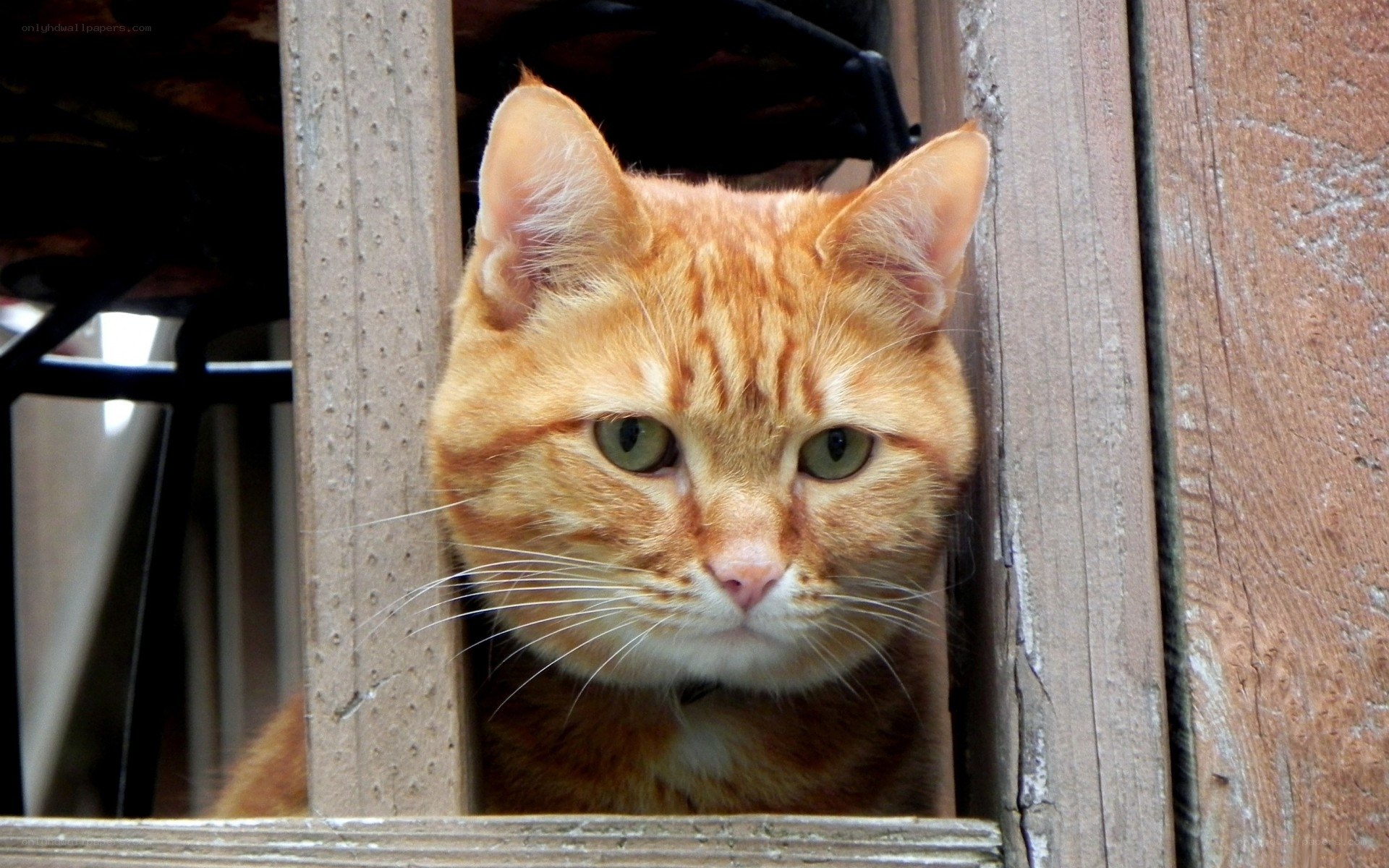 orange tabby cat peeking through wood