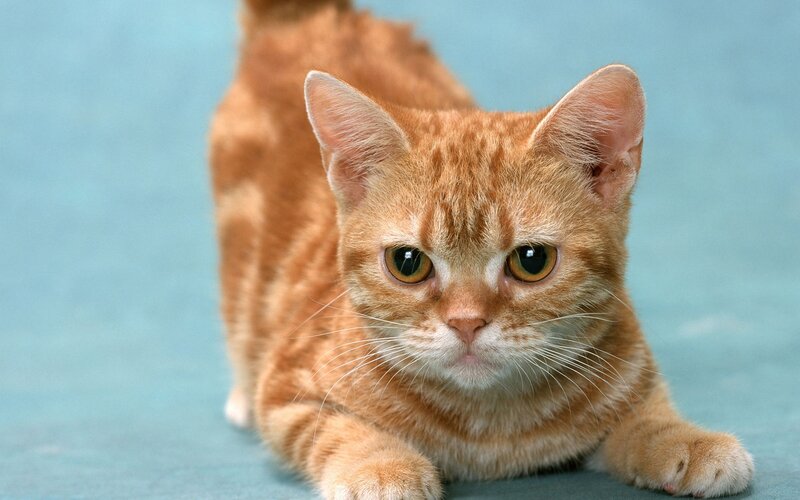 Orange Tabby Cat — Photograph, Blue Background
