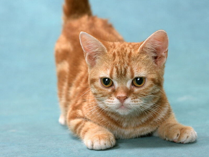Orange Tabby Cat — Photograph, Blue