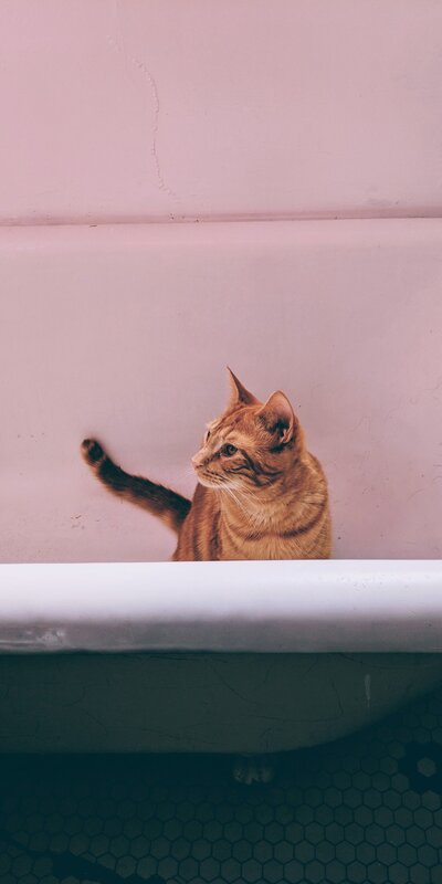 Orange Tabby Cat — Pink, Calm