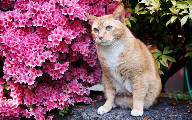 Orange Tabby Cat — Pink