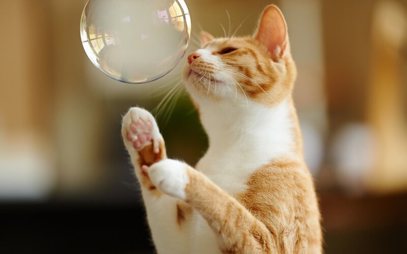 Orange Tabby Cat — Playful, Afternoon, Photograph, Bubble