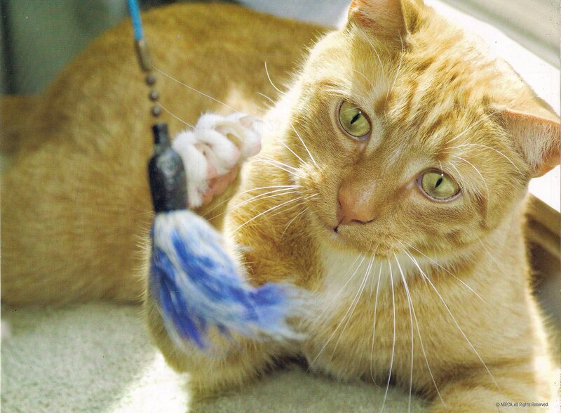 Orange Tabby Cat — Playful, Afternoon, Photograph