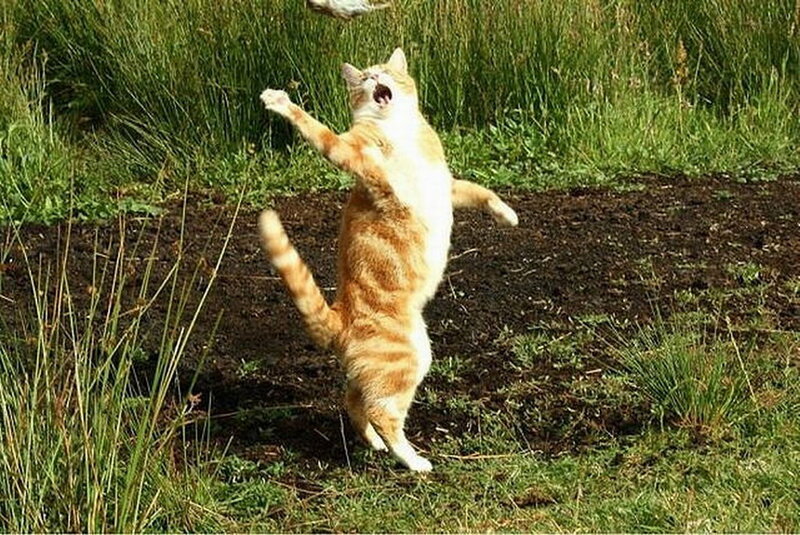 Orange Tabby Cat — Playful, Afternoon