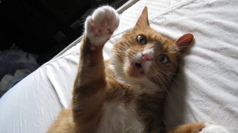 Orange Tabby Cat — Playful, Morning