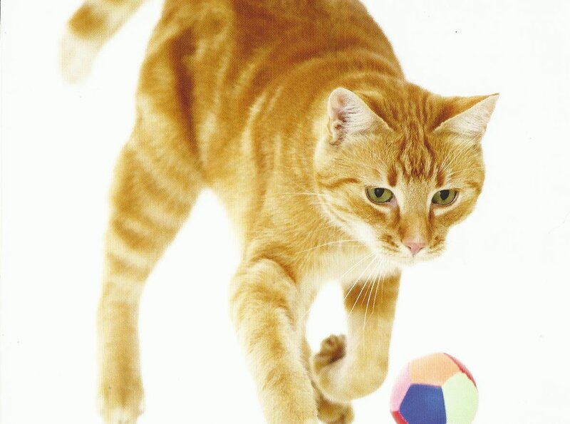 Orange Tabby Cat — Playful, Photograph, Ball