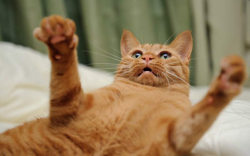 Orange Tabby Cat — Playful, Photograph, Bed