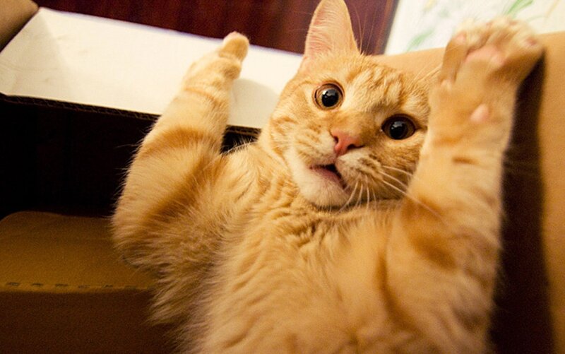 Orange Tabby Cat — Playful, Photograph, Box