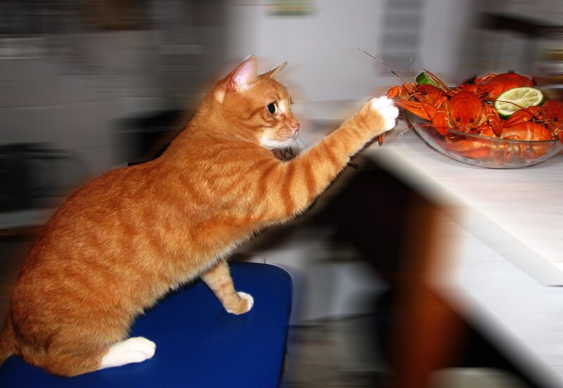 Orange Tabby Cat — Playful, Photograph, Crayfish