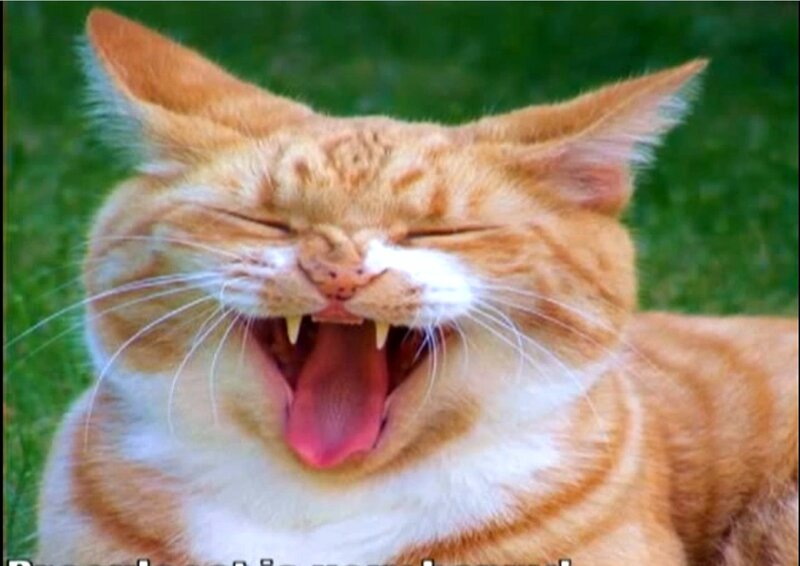 Orange Tabby Cat — Playful, Photograph, Grass