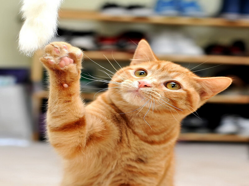 Orange Tabby Cat — Playful, Photograph, Paw