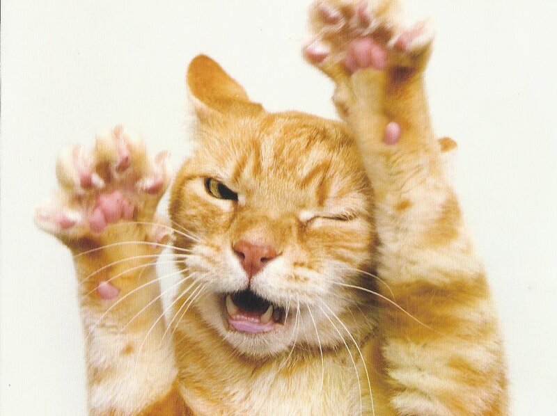Orange Tabby Cat — Playful, Photograph, Paws
