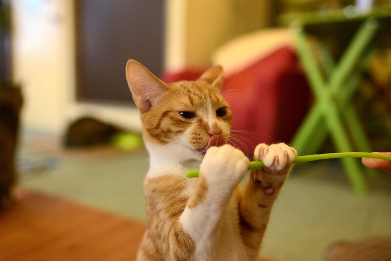 Orange Tabby Cat — Playful, Photograph, Stick