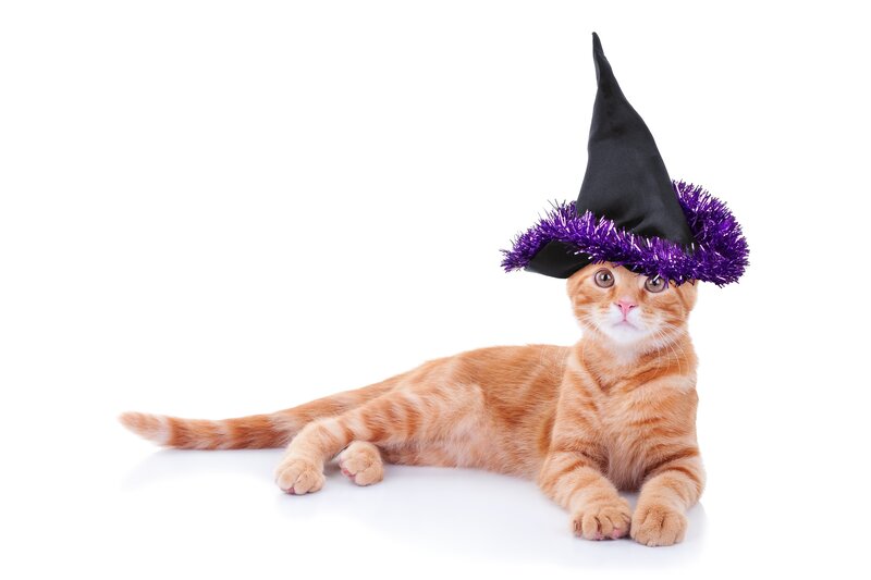 Orange Tabby Cat — Playful, Photograph, Witch Hat
