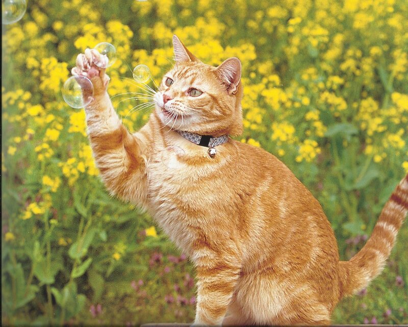 Orange Tabby Cat — Playful, Spring, Photograph