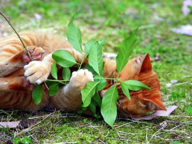 Orange Tabby Cat — Playful, Spring