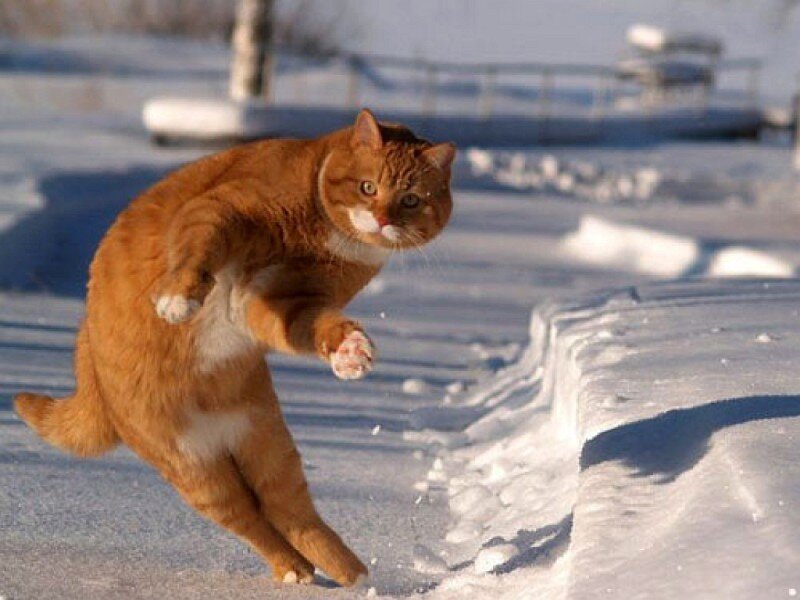 Orange Tabby Cat — Playful