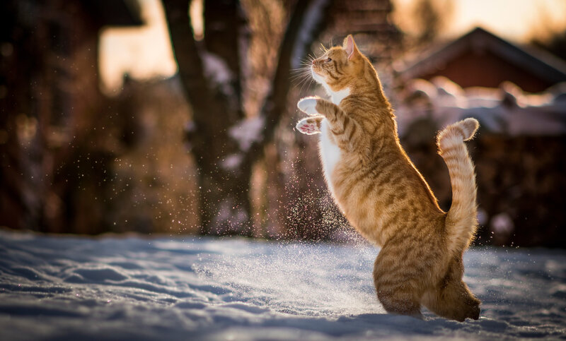 Orange Tabby Cat — Playful, Winter
