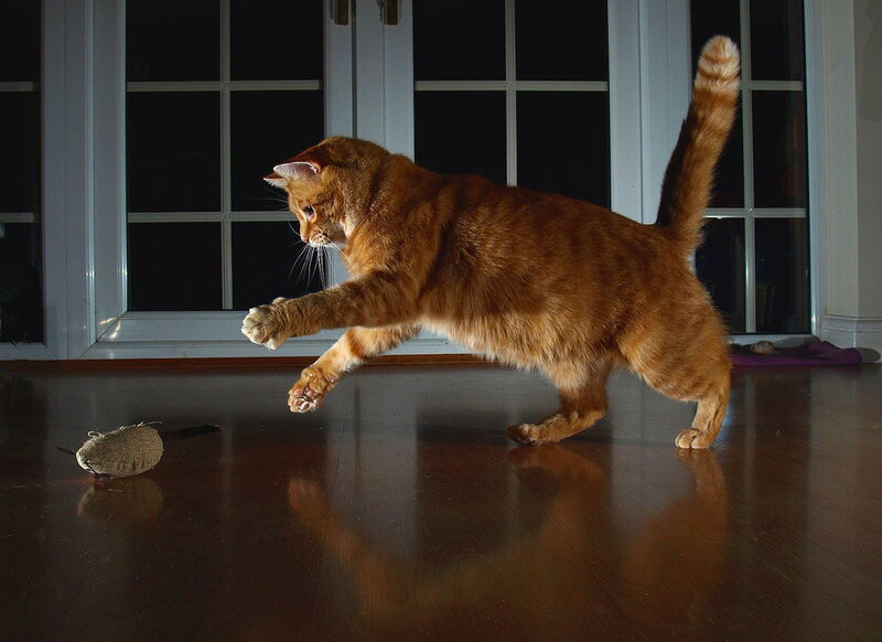 Orange Tabby Cat Playing — Brown, Playful