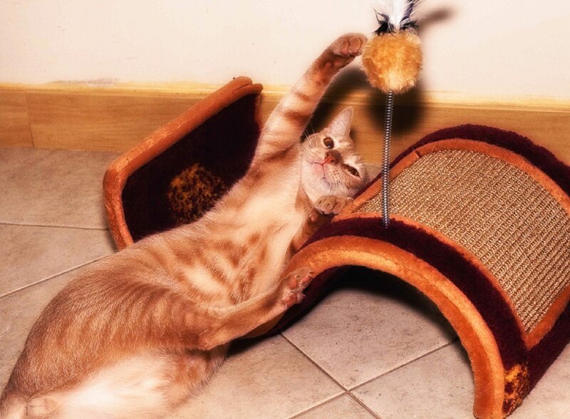 Orange Tabby Cat Playing