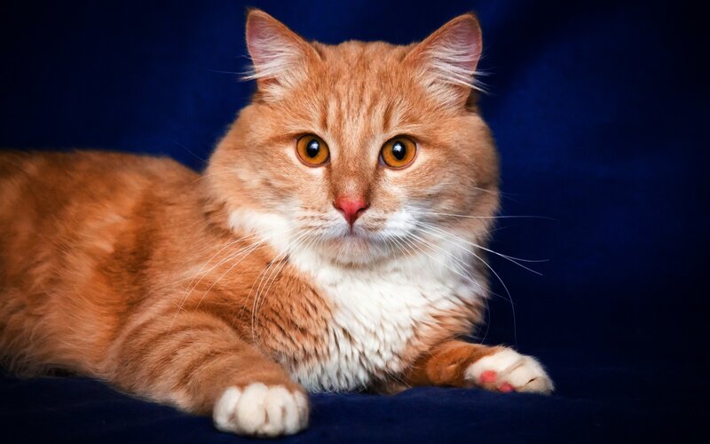 orange tabby cat portrait