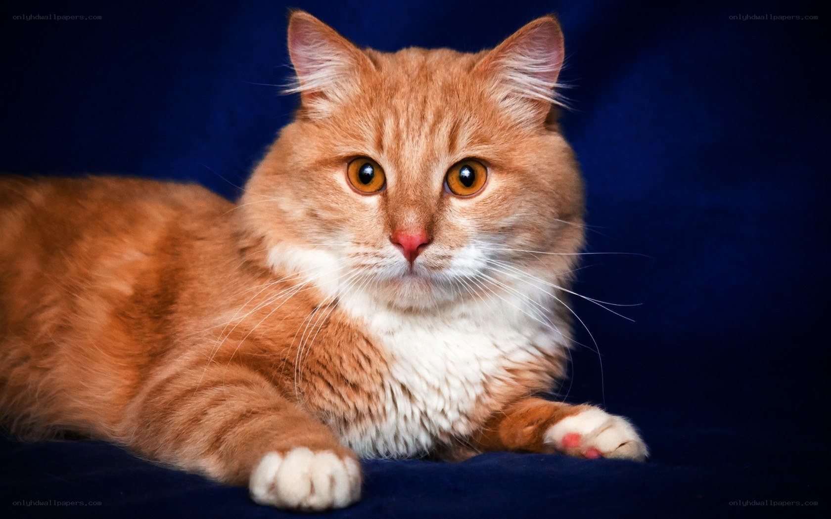orange tabby cat portrait