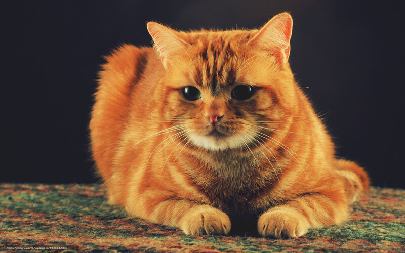 orange tabby cat portrait