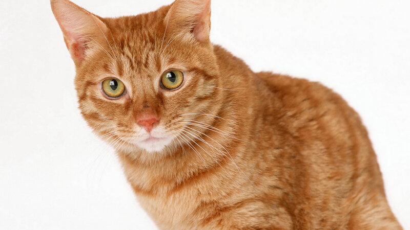 orange tabby cat portrait