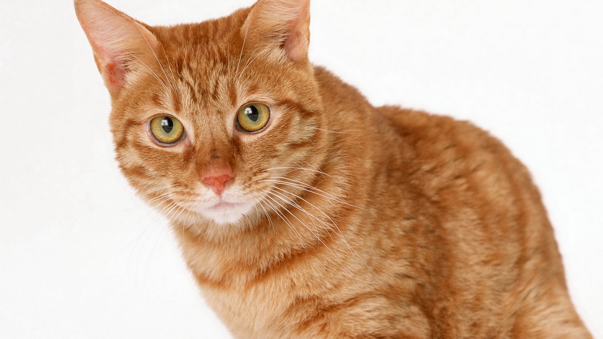 orange tabby cat portrait
