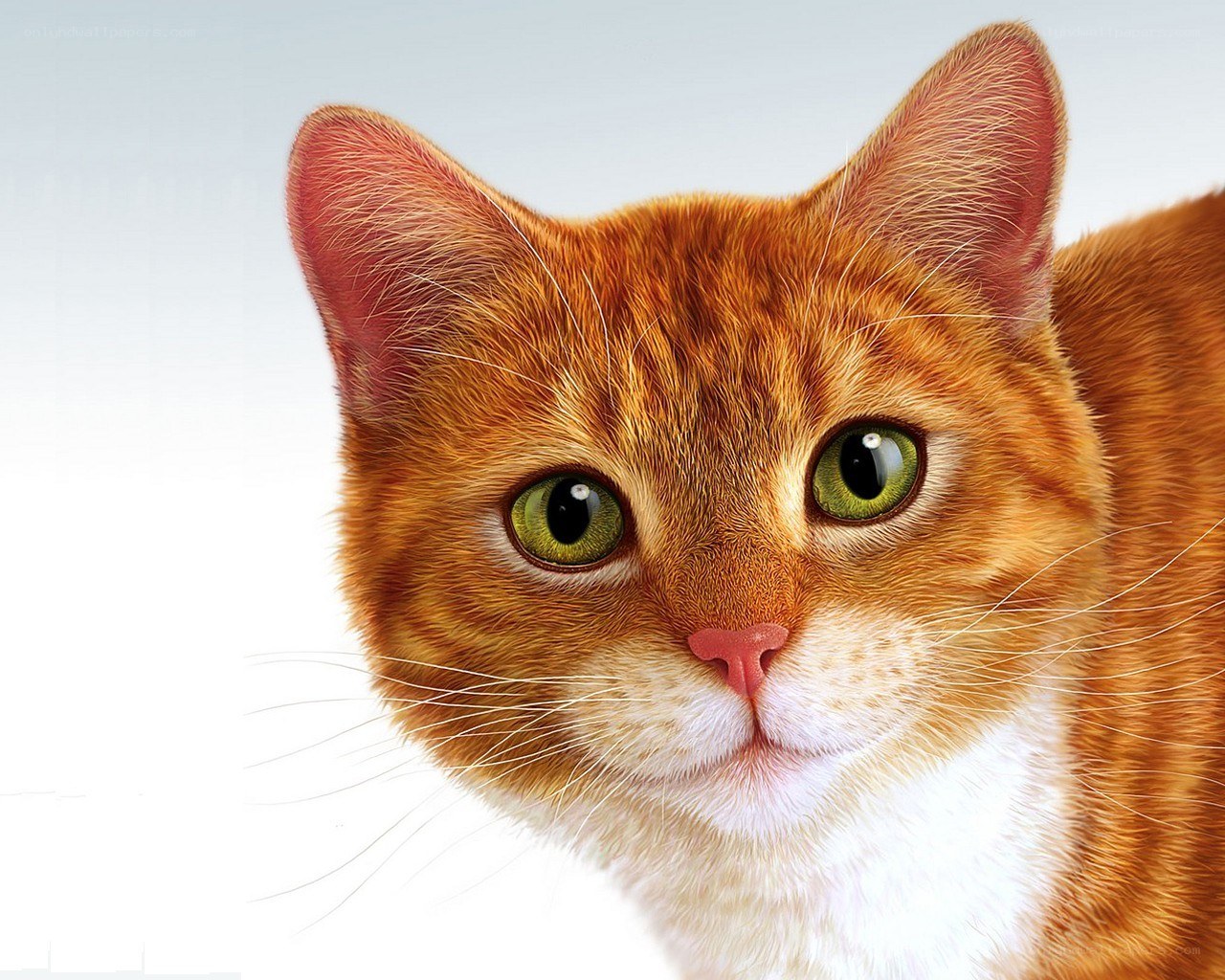 orange tabby cat portrait