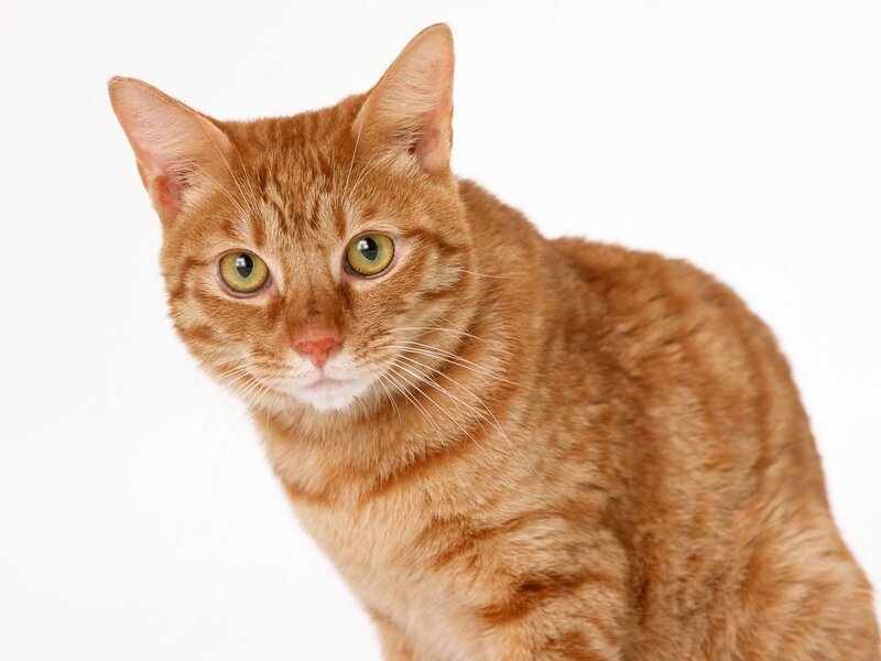 orange tabby cat portrait